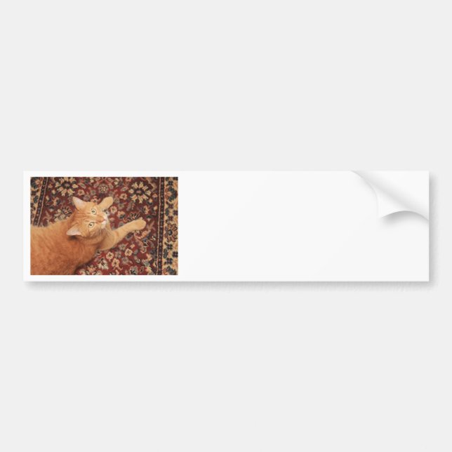 Orange Tabby Bildekal (Framsidan)
