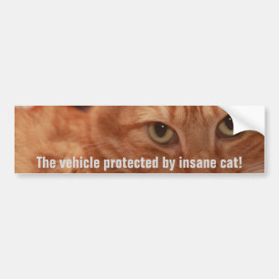 Orange Tabby Bildekal