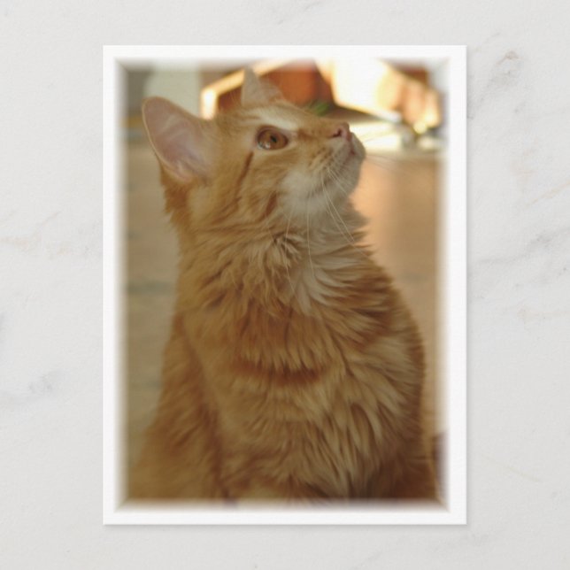Orange Tabby Citten Vykort (Framsida)