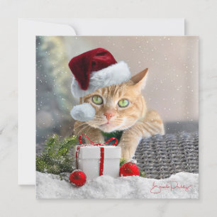 Orange Tabby FLAT 5,25-tums julkort