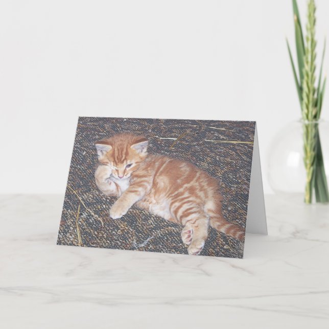 Orange Tabby Förvildad Kattunge-kort Kort (Framsida)