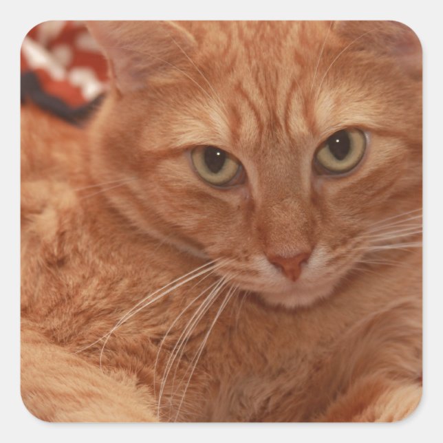 Orange Tabby Fyrkantigt Klistermärke (Framsida)