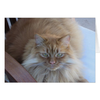 Orange Tabby Hälsningskort