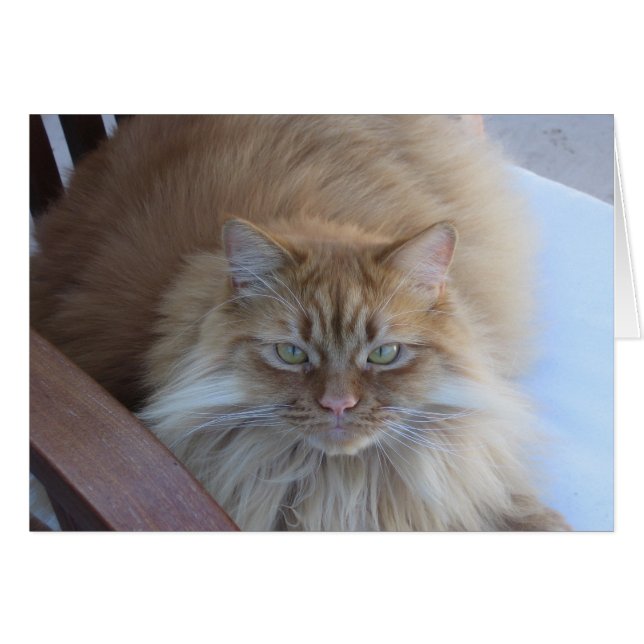 Orange Tabby Hälsningskort (Framsidan Horizontal)