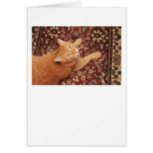 Orange Tabby Hälsningskort