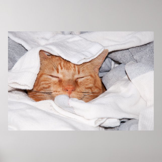 Orange Tabby i Clean Tvätt Poster (Framsidan)