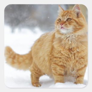 Orange Tabby i snö Fyrkantigt Klistermärke