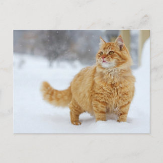 Orange Tabby i snö Vykort