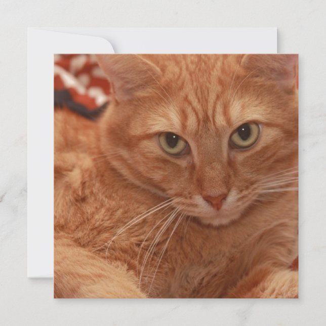 Orange Tabby Inbjudningar (Framsida)