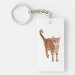 Orange tabby katt