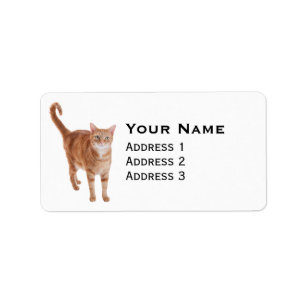 Orange Tabby katt Adressetikett