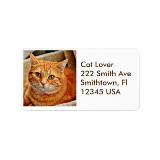 Orange Tabby katt-adressetikett Adressetikett