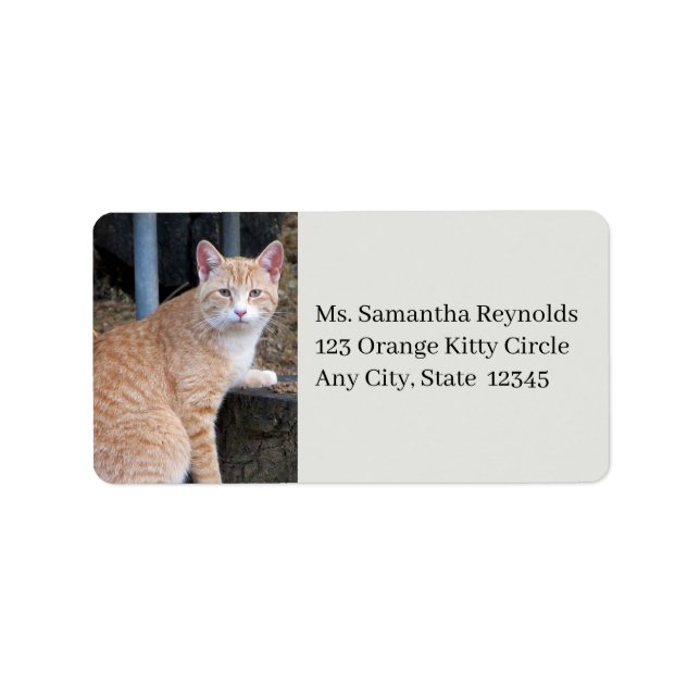 Orange Tabby katt Adressetiketter (Framsidan)