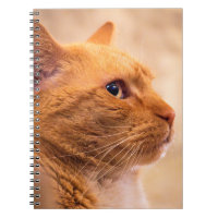 Orange Tabby Katt Anteckningsbok Nyfiken Feline An
