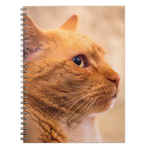 Orange Tabby Katt Anteckningsbok Nyfiken Feline An