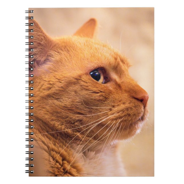 Orange Tabby Katt Anteckningsbok Nyfiken Feline An (Framsidan)