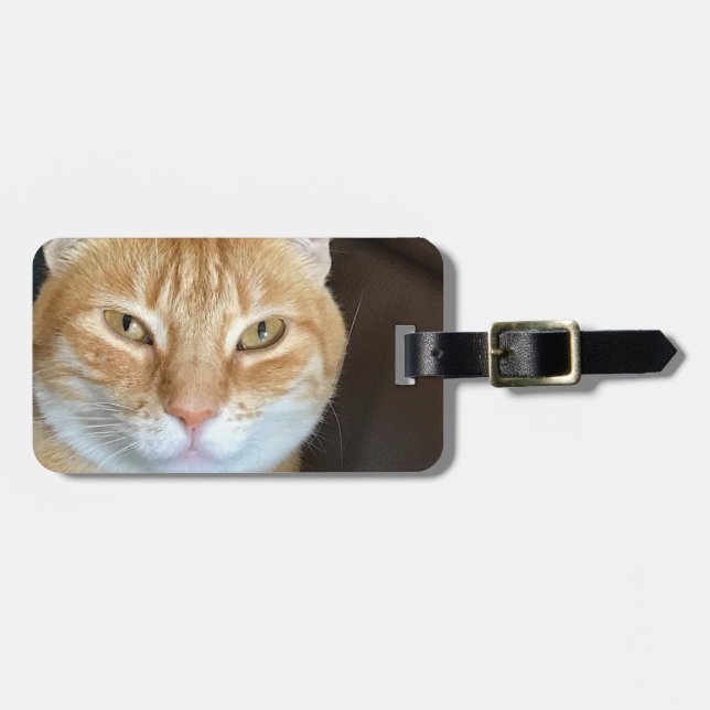 Orange tabby katt bagagebricka (Horisontell Framsida)