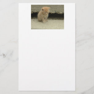 Orange Tabby katt Brevpapper