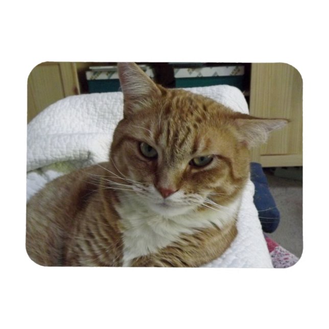 Orange Tabby katt Flexible Magnet (Horisontell)