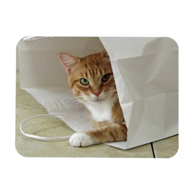 Orange Tabby katt Flexible Magnet (Horisontell)