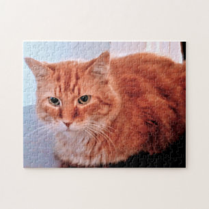 Orange Tabby Katt Foto Familj Husdjur Pussel