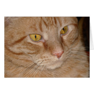 Orange Tabby katt Hälsningskort