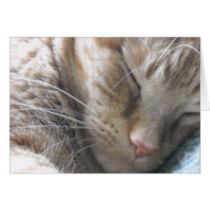 Orange Tabby katt Hälsningskort