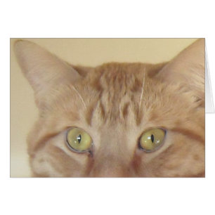 Orange Tabby katt Hälsningskort
