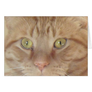 Orange Tabby katt Hälsningskort