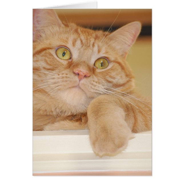 Orange Tabby katt Hälsningskort (Framsidan)
