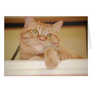 Orange Tabby katt Hälsningskort