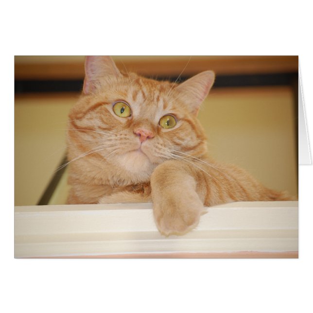 Orange Tabby katt Hälsningskort (Framsidan Horizontal)