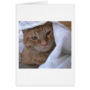 Orange Tabby katt Hälsningskort