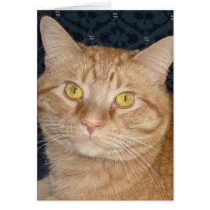 Orange Tabby katt Hälsningskort