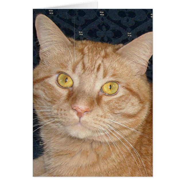 Orange Tabby katt Hälsningskort (Framsidan)
