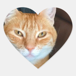 Orange tabby katt hjärtformat klistermärke