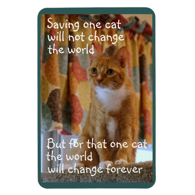 Orange Tabby katt hoppas kunna antas Magnet (Vertikal)