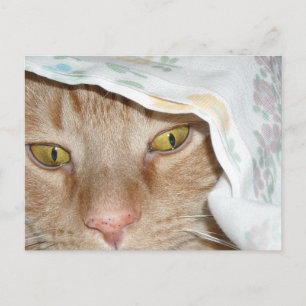 Orange Tabby katt Humor Vykort