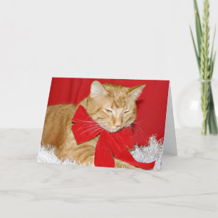 Orange tabby katt i pilbåge helgkort