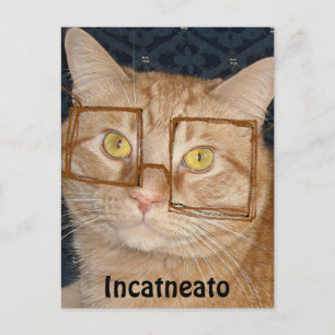 Orange Tabby katt/inkognito Vykort