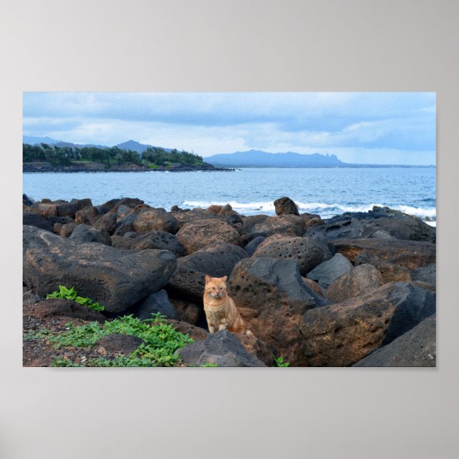 Orange Tabby katt, Kauai, Hawaii Poster (Framsidan)