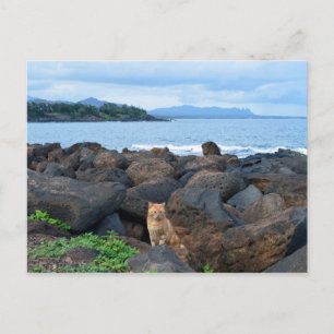 Orange Tabby katt, Kauai, Hawaii Vykort
