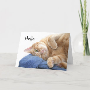 Orange tabby katt kort