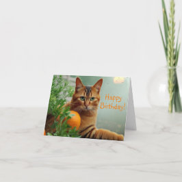 Orange Tabby katt Kort