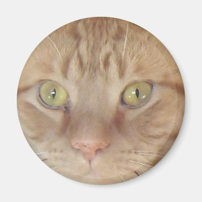Orange Tabby katt Magnet (Framsidan)
