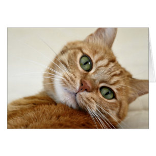 Orange Tabby katt med Grönt Ögon Hälsningskort
