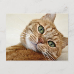 Orange Tabby katt med Grönt Ögon Vykort