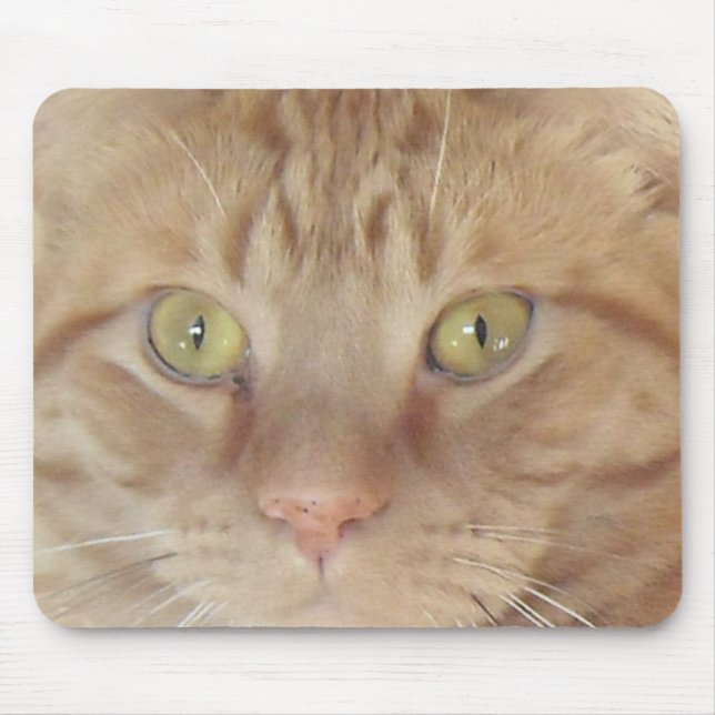 Orange Tabby katt Musmatta (Framsidan)