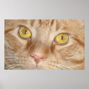 Orange Tabby katt Öga Poster