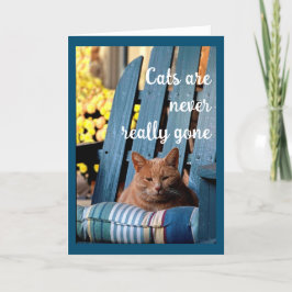 Orange Tabby katt om blåsfärssympati Meddelande